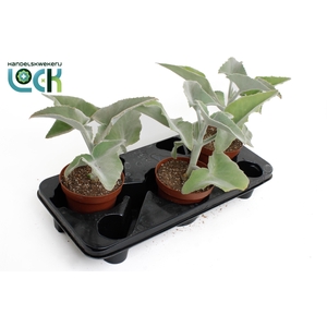 Kalanchoë Beharensis