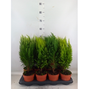 Conifers   ...mix