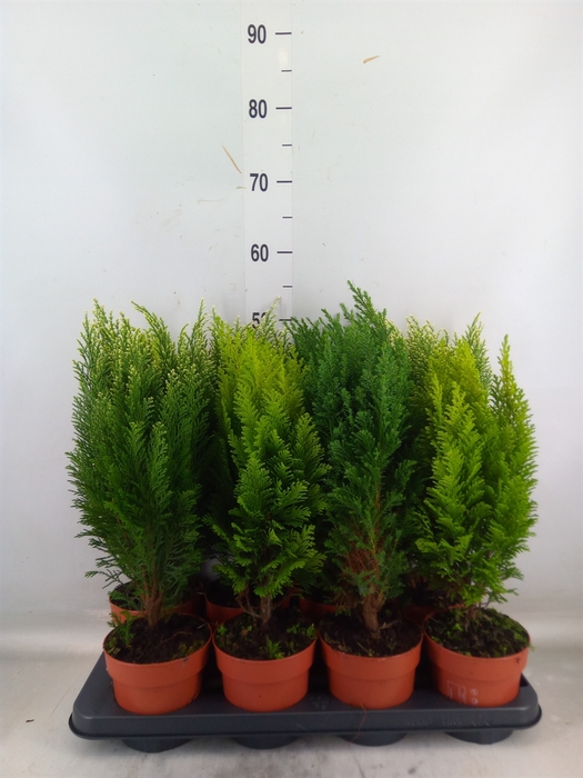 <h4>Conifers   ...mix</h4>