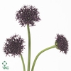 Allium Atropurpureum Zwart