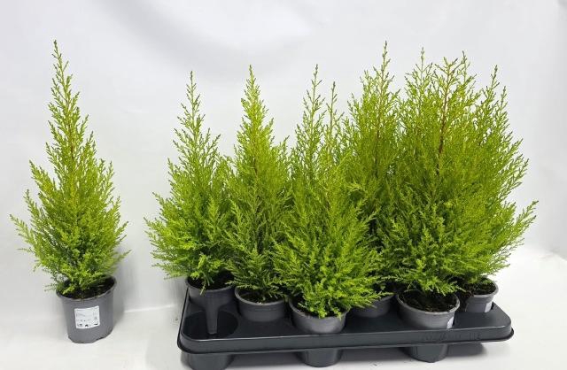 <h4>CUPR MA GOLDC WILMA</h4>