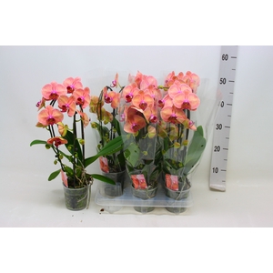 PHAL EL CASCADE