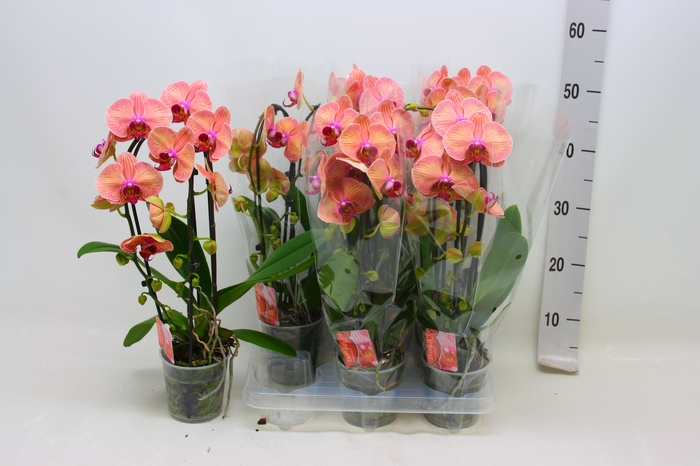 <h4>PHAL EL CASCADE</h4>