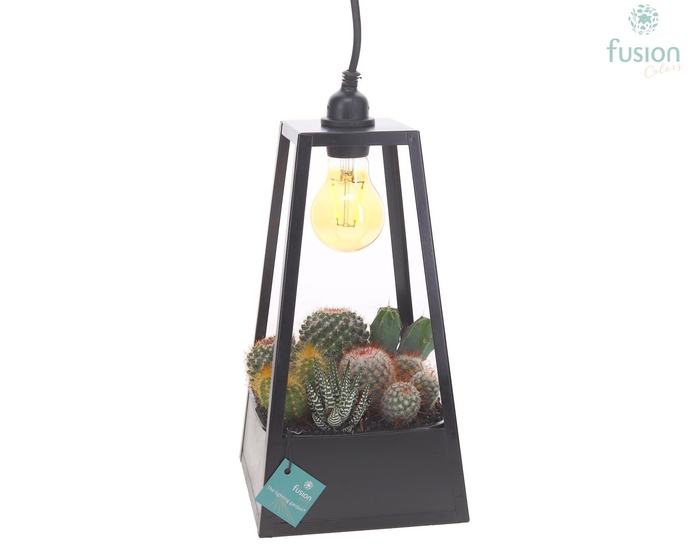 <h4>Lantaarn metaal zwart met verlichting met Cactussen</h4>