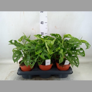 Monstera obliqua 'Leichtlinii'