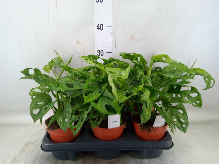 <h4>Monstera obliqua 'Leichtlinii'</h4>