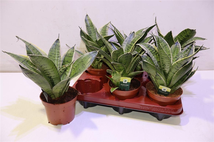 <h4>Sansev Hahnii</h4>