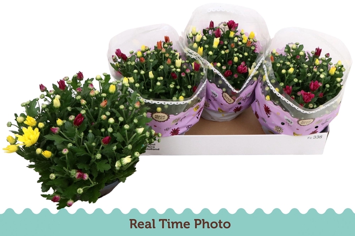 <h4>CHRYS GEM IN POT</h4>