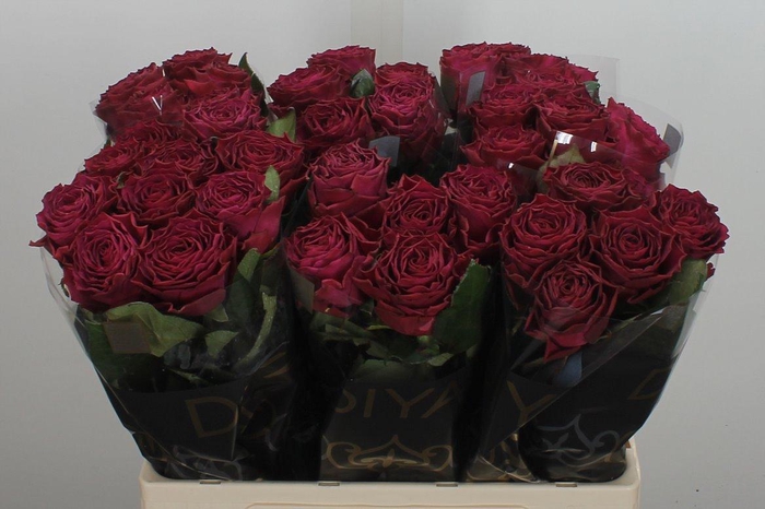 <h4>R Gr Venturoso</h4>