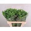 Godetia White
