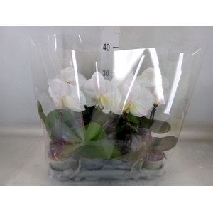Phalaenopsis   ...white