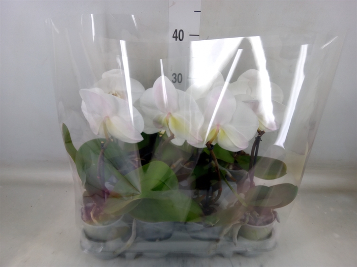 <h4>Phalaenopsis   ...white</h4>