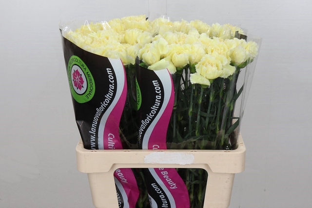 Dianthus St Gioele Creme