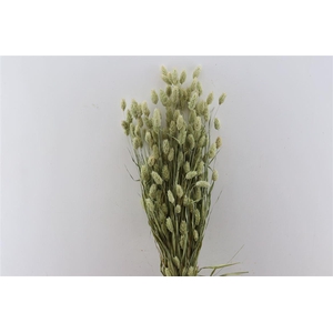 Dried Phalaris Naturel Bunch