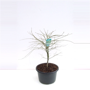 Acer palmatum 'Dissectum' P38 Full CC