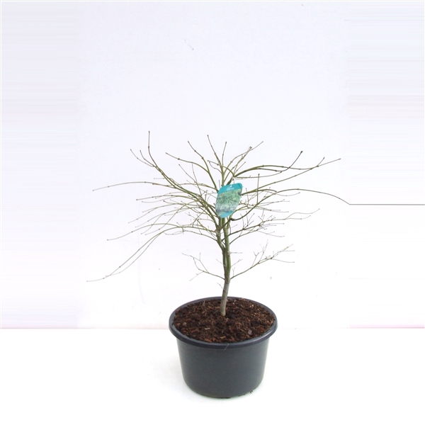 <h4>Acer palmatum 'Dissectum' P38 Full CC</h4>