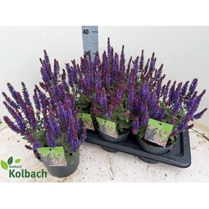 SALVIA NE SE DP BLUE
