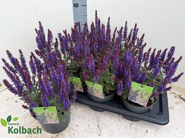 <h4>SALVIA NE SE DP BLUE</h4>