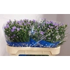 Aster Cassandra