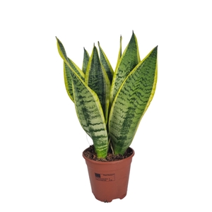Sansevieria Superba 14 cm