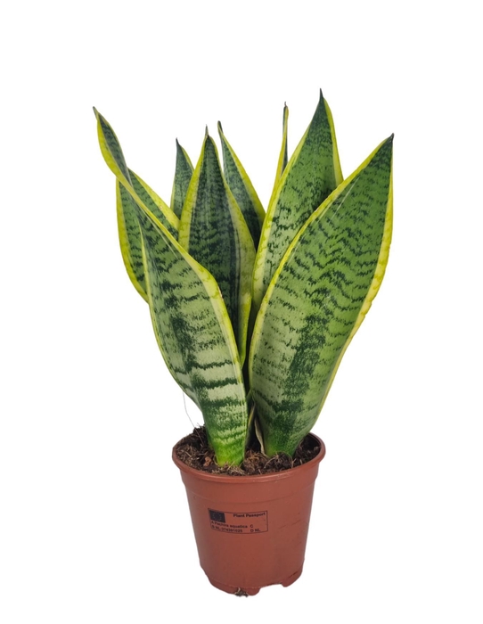 <h4>Sansevieria Superba 14 cm</h4>
