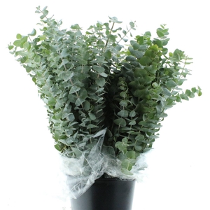 Euca Baby Blue Long 300grams