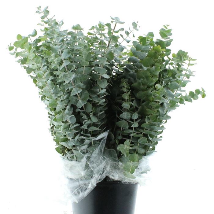 Euca Baby Blue Long 300grams