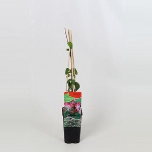 Lonicera japonica Red World