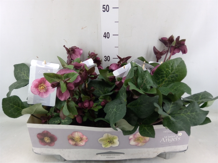 <h4>Helleborus ori. 'Verboom Cinderel'</h4>