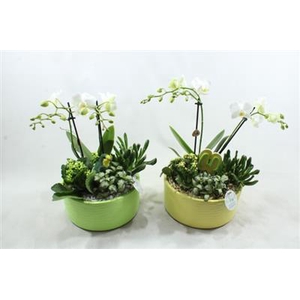 Ph04 Stella Green/yellow