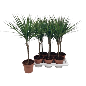 DRA MARGINATA
