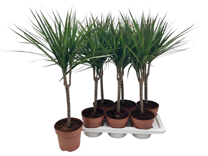 <h4>DRA MARGINATA</h4>