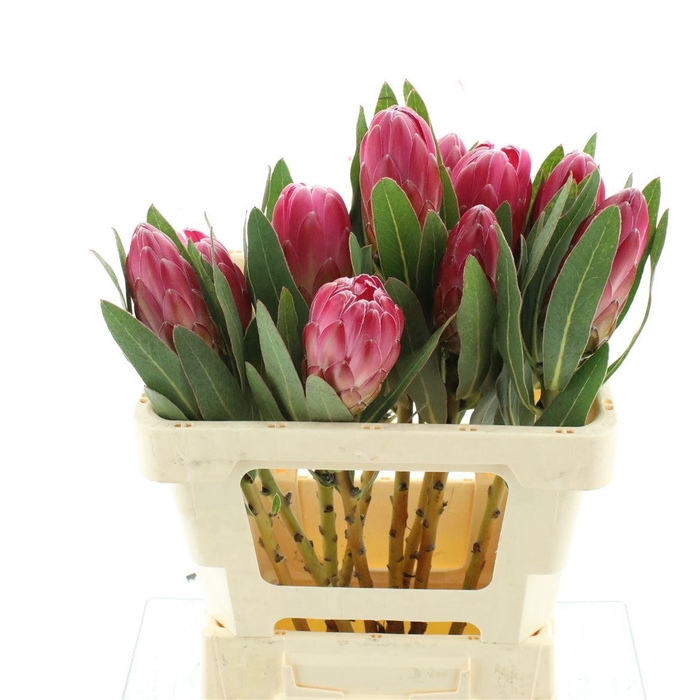 <h4>Protea Brenda</h4>