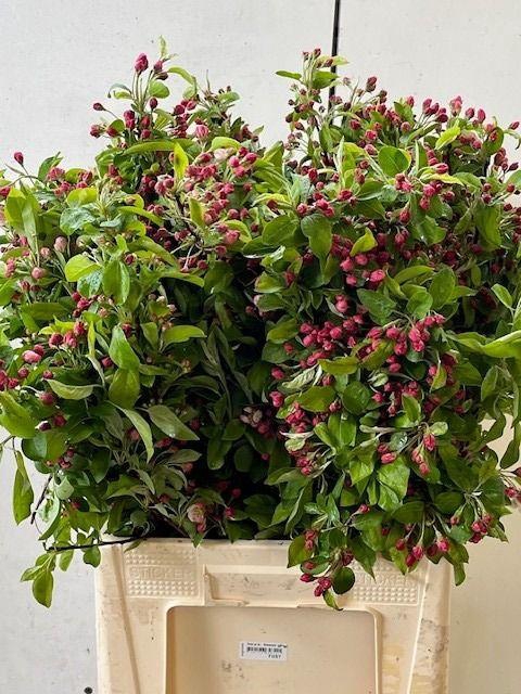 <h4>MALUS RED SENTINEL</h4>