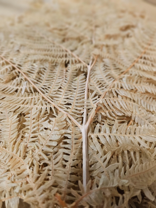 <h4>GESTABILISEERD VAREN LICHTBRUIN</h4>