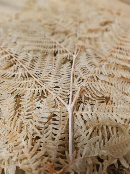 <h4>GESTABILISEERD VAREN LICHTBRUIN</h4>