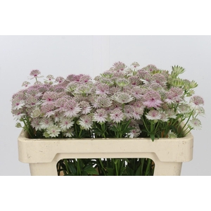 Astrantia Pink Pride