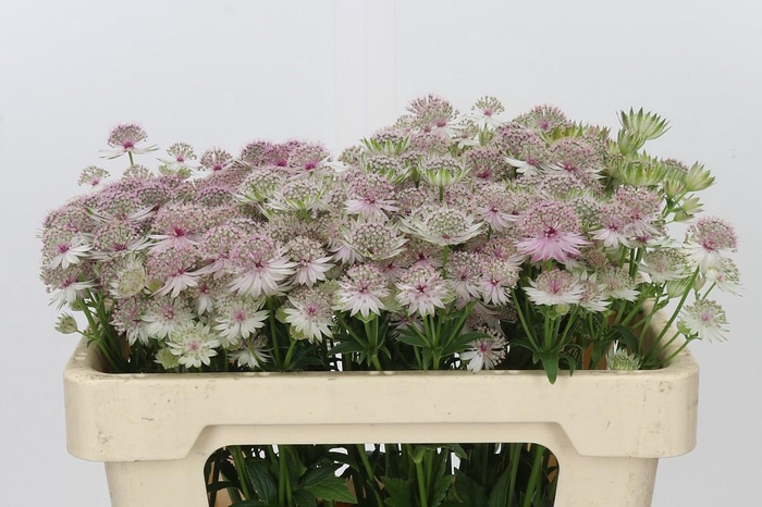 <h4>Astrantia Pink Pride</h4>