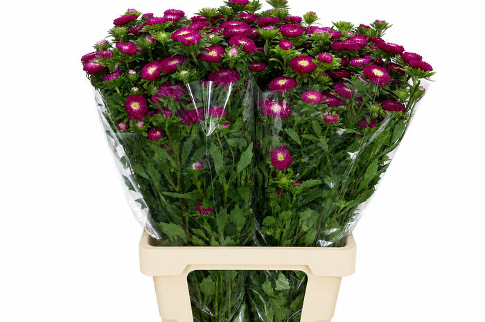 <h4>Callistephus Hot Pink</h4>