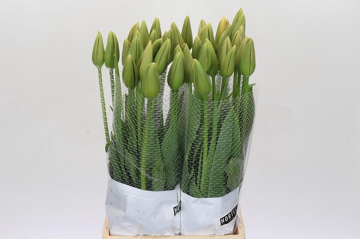 <h4>Tulipa (frans) En Menton</h4>