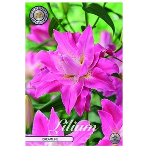 Lilium dreamline x2 16/18