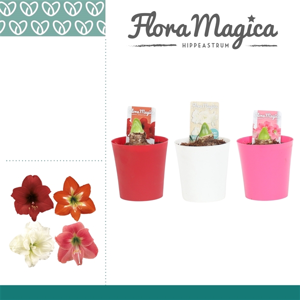 <h4>Amaryllis Kolibri Mix 2 Knop in Linge ompot</h4>