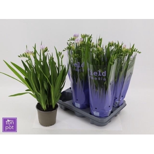 FREESIA OV