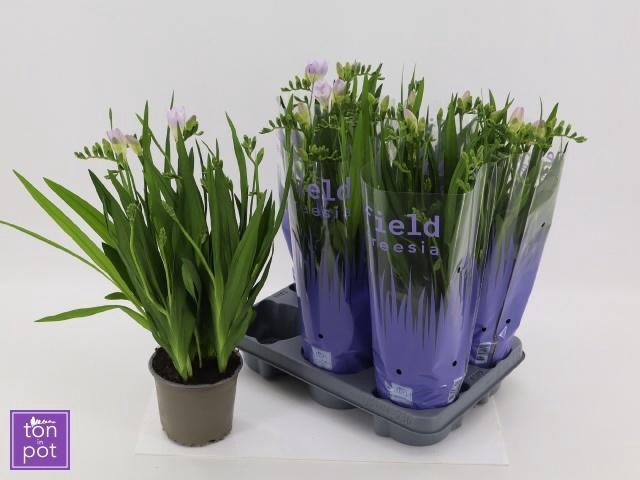 <h4>FREESIA OV</h4>