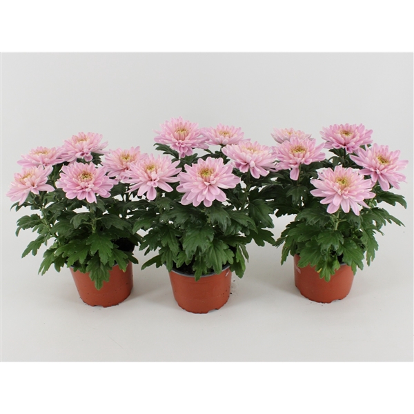 <h4>Chrysant Zembla Rossano</h4>