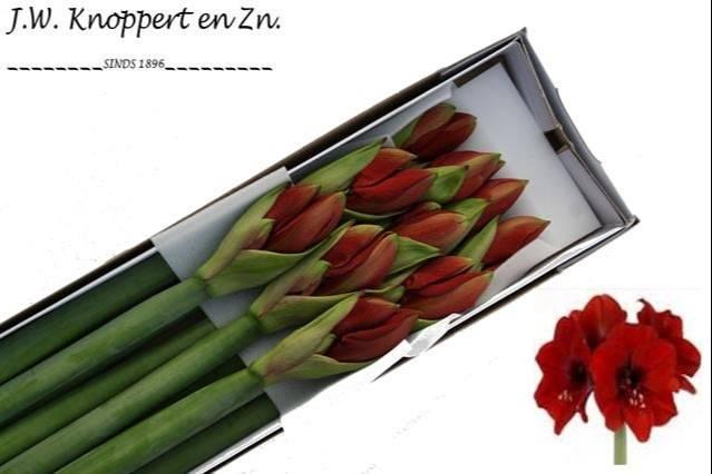 <h4>HIPP GA FERRARI x10</h4>