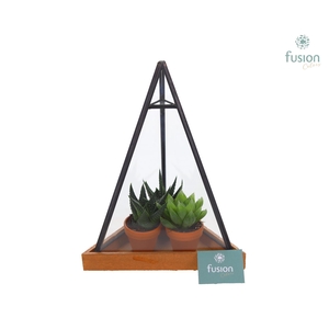 Glas Pyramide met metaal Small met Haworthia