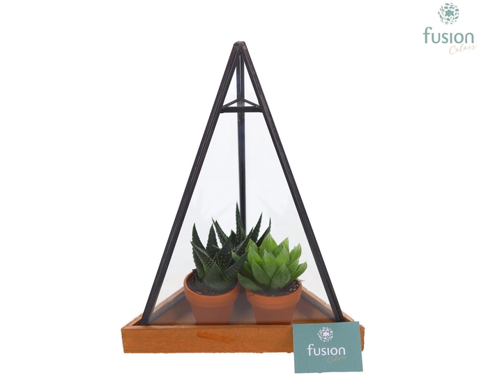 <h4>Glas Pyramide met metaal Small met Haworthia</h4>