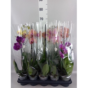 Phalaenopsis   ...mix  5