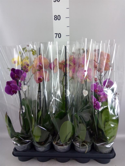 <h4>Phalaenopsis   ...mix  5</h4>